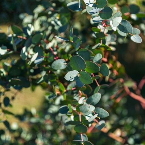 Pépinières Naudet – Eucalyptus nain 'France Bleu' – Feuillage bleu persistant – Croissance rapide jusqu'à 5m – Inflorescences parfumées – Rustique jusqu'à -10°C