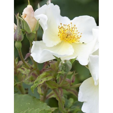 Rosier 'Kew Gardens' Racines nues en motte (1/2)