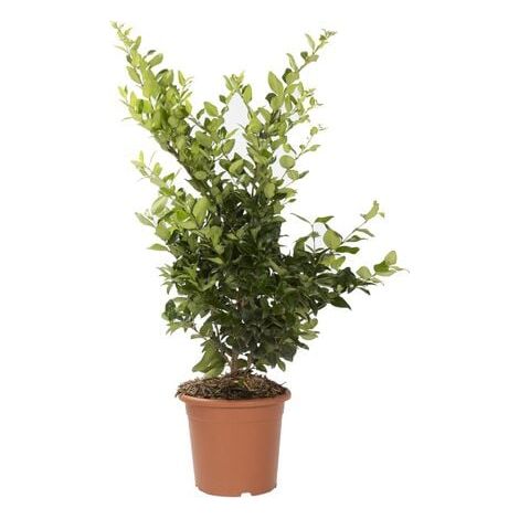 Ligustrum Texanum H 80 cm en Pot 18 – Haie Persistante