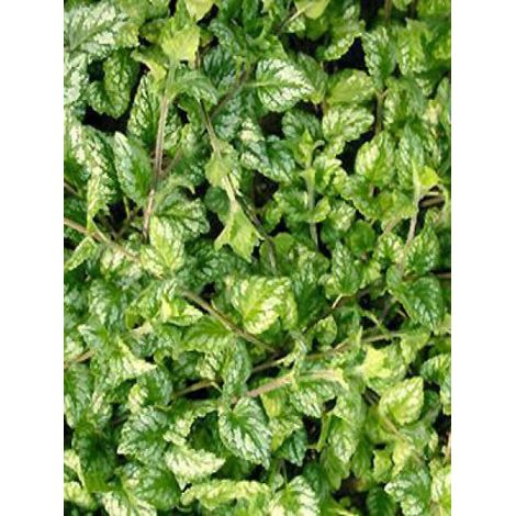 Ortie jaune 'Kirkudbright Dwarf' Godet de 8/9 cm (1/3)