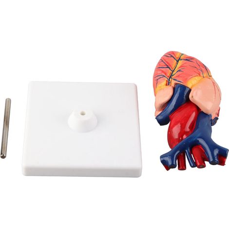 Life Size Anatomical Human Heart Model for Middle and High School Biology Teaching Tool (1/5)