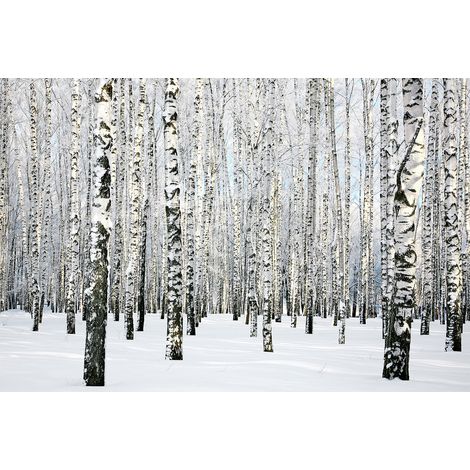 Papier peint panoramique bouleau en hivers | Tapisserie panoramique noir et blanc foret | Papier peint panoramique nature idéal chambre adulte - 267 x 400 cm (4 pièces) (1/2)