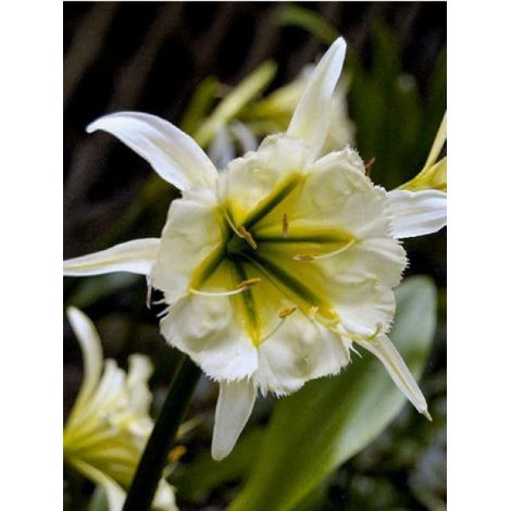 Ismene 'Sulphur queen' Bulbe calibre 14+