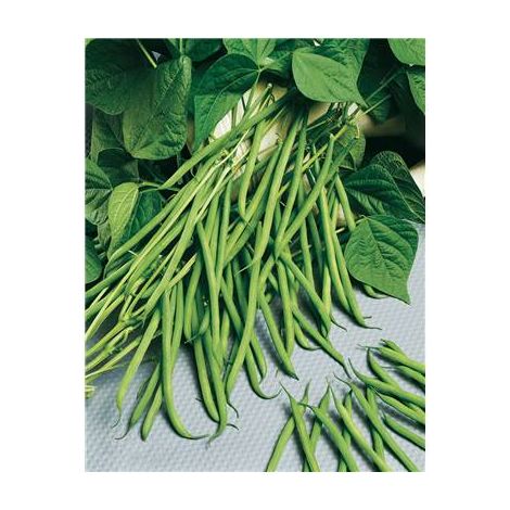HARICOT NAIN ARGUS - 150 G