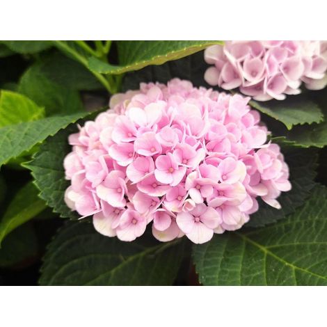 ORTENSIA HYDRANGEA MAGICAL REVOLUTION ROSA VASO 14CM