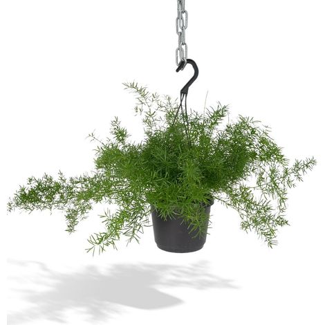 Asparagus Sprengeri Retombant Plante d’Intérieur Feuillage Vert Pot 17 cm Hauteur 35 cm - PANGIVO (1/5)