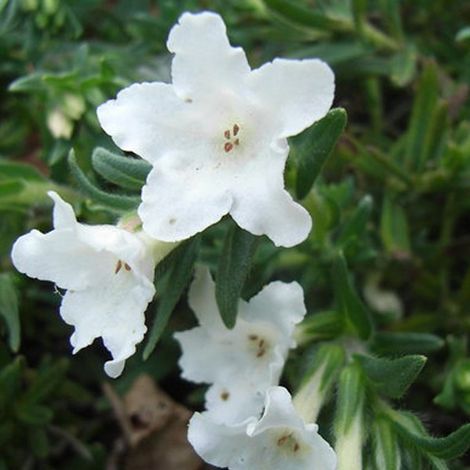 4 x Grémil  - Lithodora diffusa 'Alba'  - godet 9x9 cm
