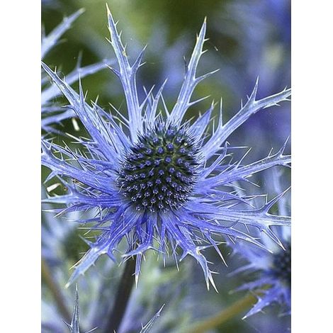 Panicaut, Chardon 'Big Blue' Godet de 8/9 cm