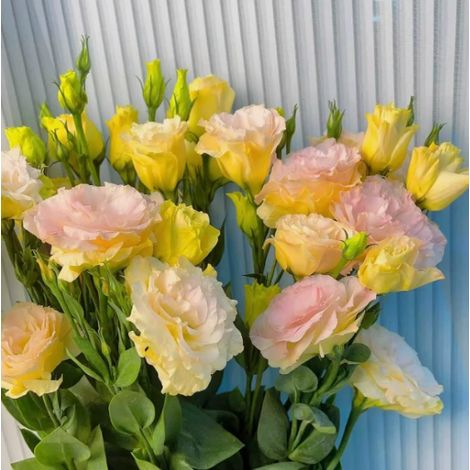 Graines de Lisianthus – 1000 Graines – Couleur Champagne – Fleurs Doubles – Plante Vivace – Jardin Balcon (1/5)