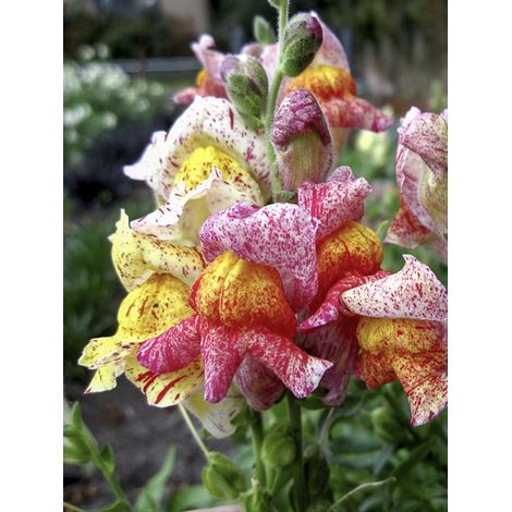 Muflier, Gueule de loup nain 'Torbay Rock' le sachet de 950 graines environ (0,15g)