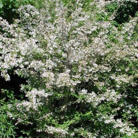 Buisson de beauté - Kolkwitzia amabilis - 30-50 cm pot