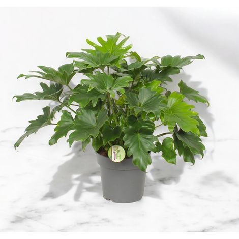 Gardenaria Philodendron bipinnatifidum 'Little Hope' - Pianta da interno ornamentale - Altezza: 75 cm (vaso 19) (1/5)