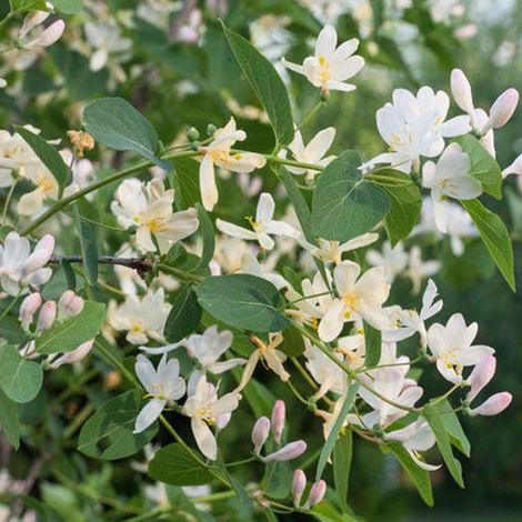 Chèvrefeuille d'hiver - Lonicera fragrantissima - 40-50 cm pot