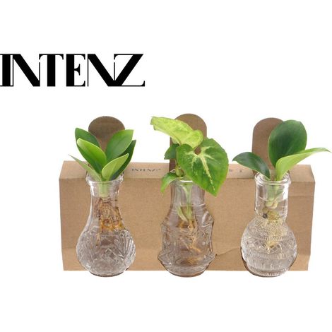 Mix de Plantes d’Intérieur en Verre Plante Hydroponique Décorative Ø 7 cm Hauteur 10 cm - PANGIVO