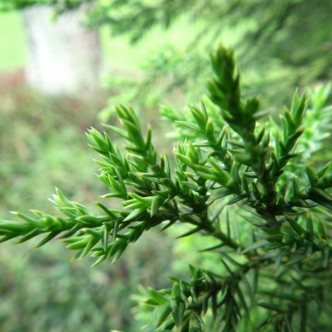 Cryptoméria du Japon Kitayama - Cryptomeria japonica Kitayama 25/35cm Pot 2,5L (1/4)
