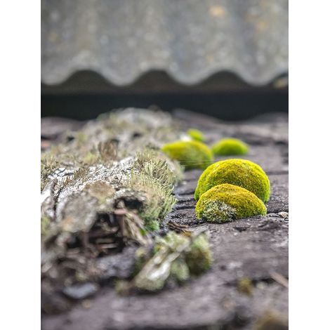 Dalep – Fût 200L traitement professionnel concentré – Antimousse pour toiture, murs et sols – Élimine champignons et algues – Imperméabilisation durable