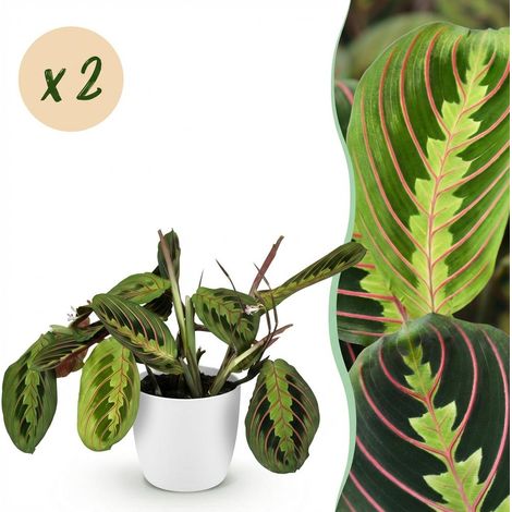 Lot de 2 Maranta Fascinator Tricolour - Plante de Prière avec Pots Blancs - Ø 12 cm H 25 cm - PANGIVO (1/5)