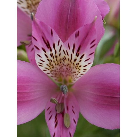 Lis des Incas 'Duc d'Anjou Edouard' Godet de 8/9 cm