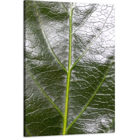 Stampa su tela "Botanica - Foglia di felce" 60x90 cm