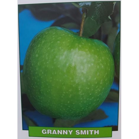 Mela Granny Smith - pianta di 3 anni