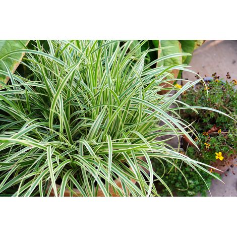 Gardenaria Carex morrowii 'Vanilla Ice' - Graminacea ornamentale da esterno - Altezza: 40 cm (vaso 17)