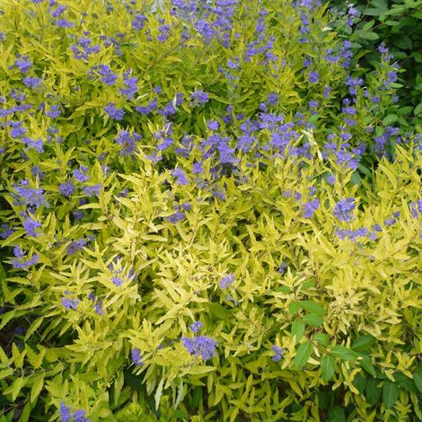 Barbe-bleue 'Worcester Gold' - 30-40 cm pot (1/5)