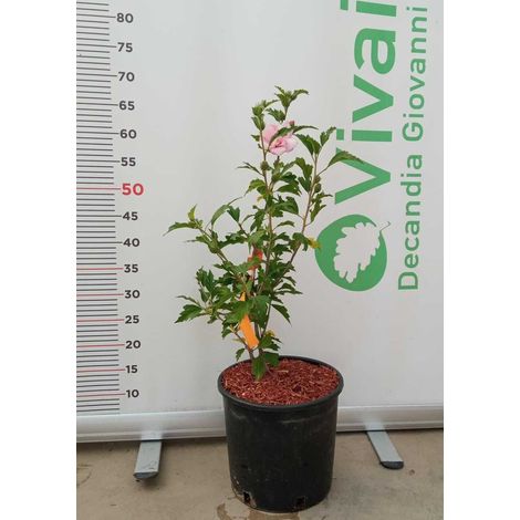 PIANTA DI HIBISCUS SYRIACUS IN VASO 20 CM VARIETA' MIX (FOTO REALE)-ROSA SFUMATO FUCSIA