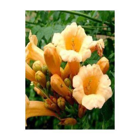 Bignone, Trompette de Virginie 'Flava' Pot de 2L/3L (1/3)