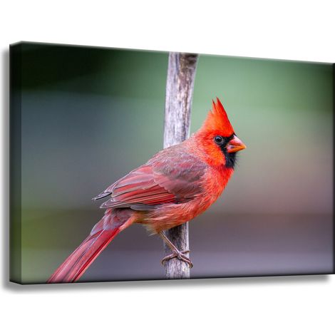 Leinwanddruck Tiere Kardinalvogel 60x40 cm