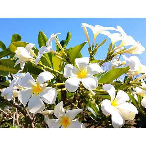 Vivaio Garden Forest – Plante de frangipanier Plumeria 'Blizzard' – Pot 15cm – Hauteur 50cm – Floraison estivale – Environnement lumineux sans soleil direct