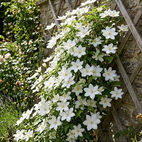 Clématite diversifolia White Arabella® 'Zo14089'/Pot de 2L - Tuteur bambou 60/90 cm
