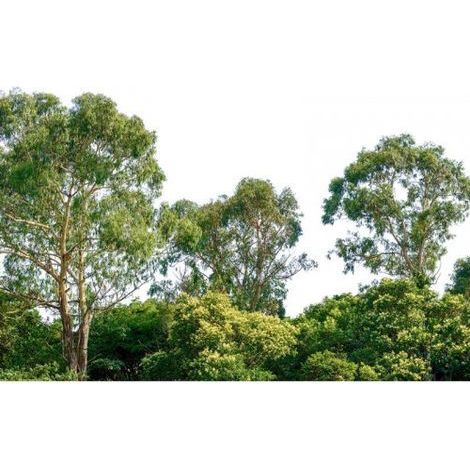 Papier peint panoramique forêt parfait pour salon Tapisserie panoramique arbre vert Papier peint panoramique nature original (1/4)