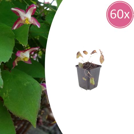 Lot de 60 Epimedium rubrum - Fleur des Elfes Couvre-sol Ombre - Fleurs Rose Rouge - Pot Ø 9 cm - PANGIVO (1/5)