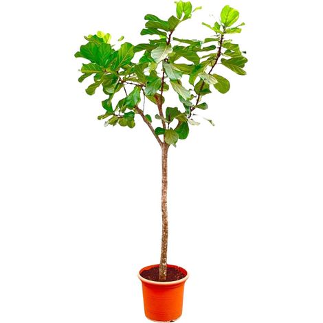 Ficus Lyrata XXXL - Ficus de Lyre Plante Verte d'Intérieur - Hauteur 270 cm - Pot ø45 cm - PANGIVO (1/4)