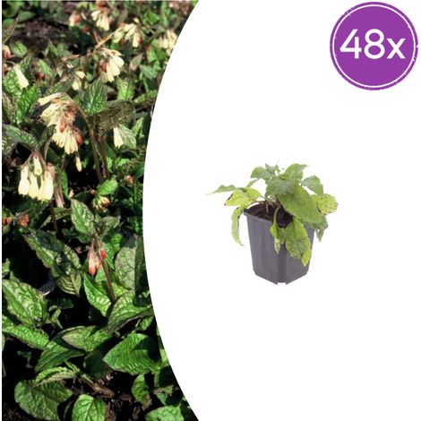 Lot de 48 Symphytum grandiflorum, Plante Vivace Couvre-sol, Fleurs Crème, Pot Ø 9 cm, 10-25 cm - PANGIVO (1/5)