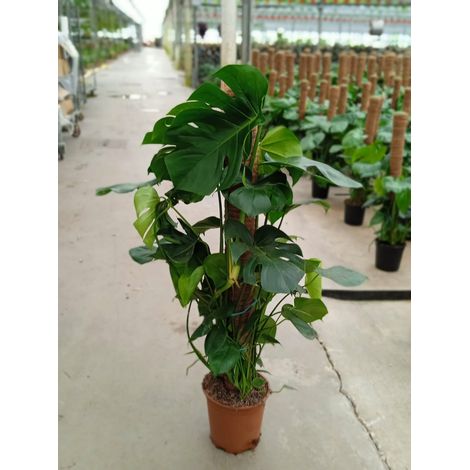 Philodendron Monstera deliciosa grand H 120cm photo réelle Plante réelle (1/2)