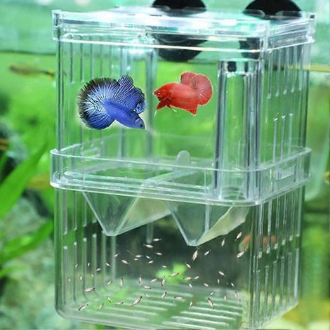 Boîtes d'élevage pour poissons d'aquarium, boîtes d'isolement en plastique pour poissons, incubateurs adaptés aux alevins, crevettes, poissons-clowns, guppys (1/5)