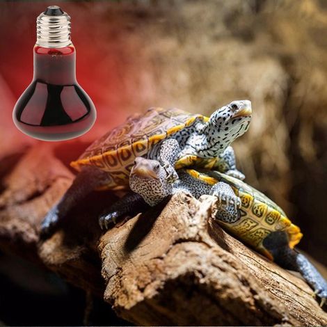 Reptile Tortue Amphibien Veilleuse Lumière Infrarouge E27 Base Lampe Chauffante 75W (1/5)