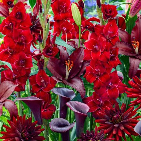 Glaïeuls, lys, dahlias, callas - Collection rouge foncé - 25 bulbes - Rouge - Tubercules pour le jardin