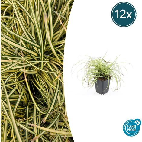Lot de 12 Carex oshimensis Evergold - Graminée Ornementale Couvre-sol - Feuillage Doré - Ø 9 cm - PANGIVO (1/5)