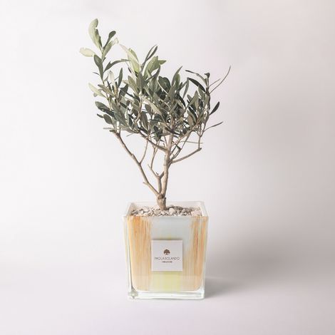 Bonsai Ficus Ginseng in vaso di vetro decorato a mano Clio - Arancione