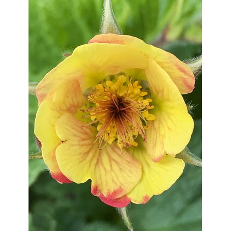 Benoite 'Cocktail Tequila Sunrise ' Godet de 8/9 cm