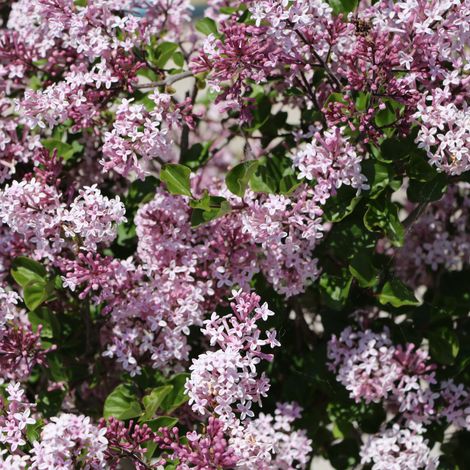 Lilas meyeri palibin - Syringa meyeri palibin 40 cm Pot 3L (1/4)
