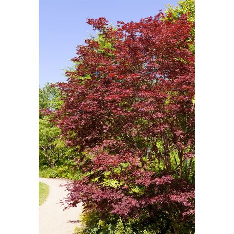 Fächerahorn 'Beni-komachi' Acer palmatum 'Beni-komachi' C5 60- 80