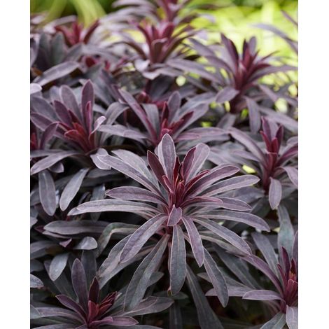 Euphorbia Hybrida  Miners Merlot foto reali h 45/50 cm (1/3)