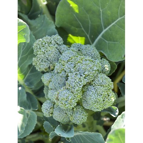 Chou brocoli 'Ramoso Calabrese' le sachet de 200 graines (1g) (1/2)