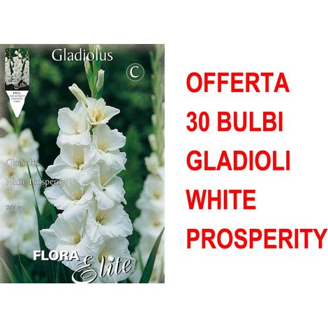 OFFERTA 30 BULBI GLADIOLI A FIORI GRANDI WHITE PROSPERITY BULBS