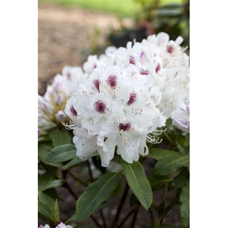 Rhododendron-Hybride 'Schneebukett' Rhododendron Hybr.'Schneebukett' C 7,5 40- 50 (1/5)