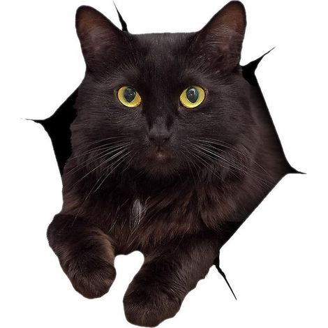 autocollants Chat 3d - Lot De 3 - Autocollants Chat Noir Pour Portes, Cadeaux, Murs, Rfrigrateurs, Toilettes Et Plus (1/5)