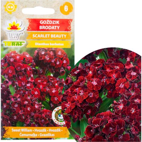 R8117 Scarlet Beauty Nelkensamen 0,5